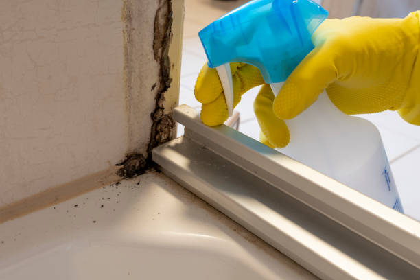 Best Attic Mold Removal  in , WV