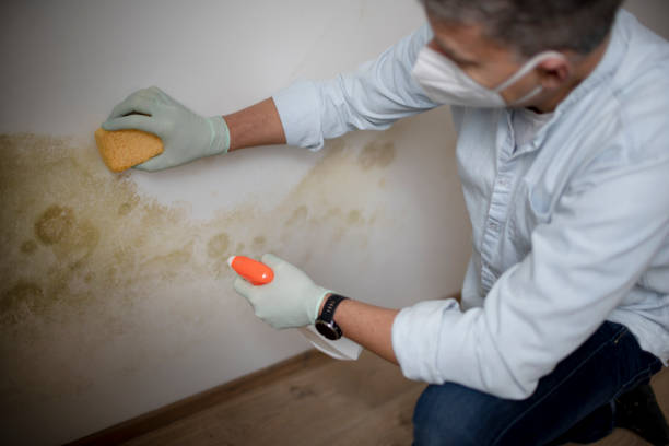 Best Certified Mold Removal  in , WV