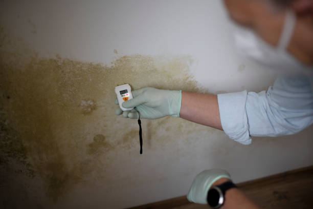 Best Residential Mold Removal  in , WV