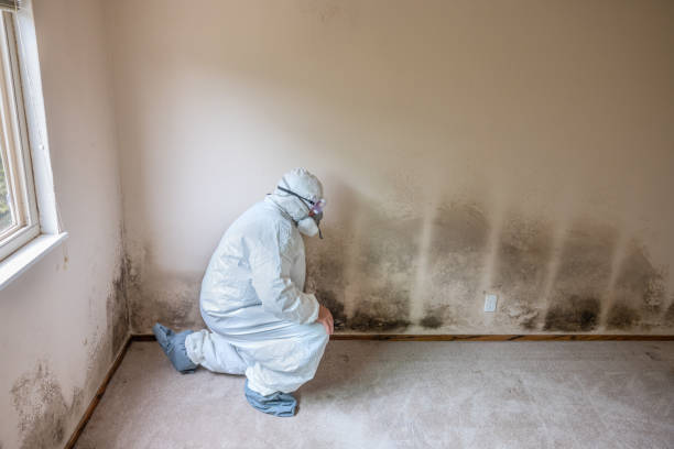 Best Commercial Mold Removal  in , WV