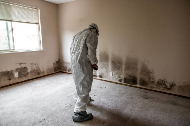 Best Affordable Mold Removal  in , WV