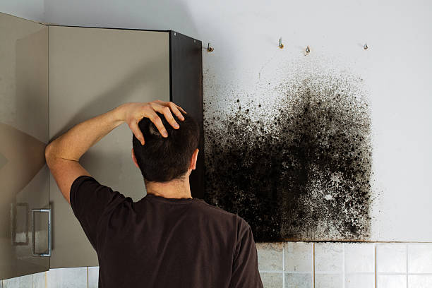 Best Mold Cleaning Services  in , WV