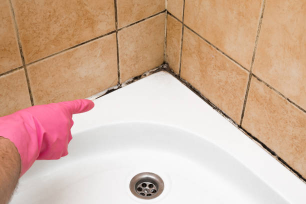 Best Local Mold Removal Service  in , WV